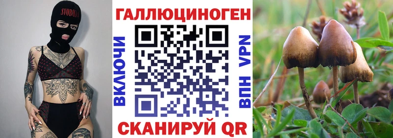 мориарти Telegram  Кораблино  Галлюциногенные грибы Psilocybine cubensis 